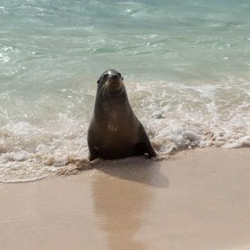 Single small seal on sandy beach Single baby seal comes out of ocean on be... Stock Photos