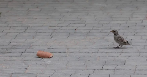 Single small sparrow arrive to piece of bread Stock Footage 93547714