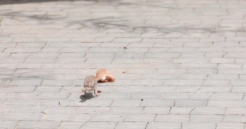 Single small sparrow eat piece of bread Stock-Footage 93706633