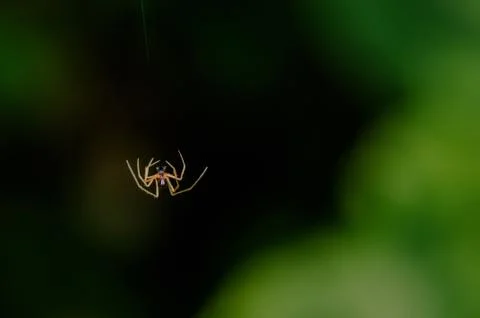 Single Small spider falling mid-air Foto stock