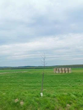 Single small tree in a field, blue sky, green grass, stacked hay on a sunny day Stock Photos