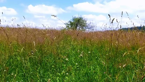 Single small tree on green field Stock Footage 103410778