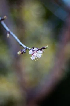 Single small white blooming apple tree flower blooming in springtime close up Fotos de archivo