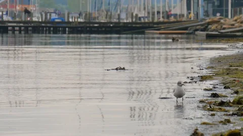 A single small white seagull wondering at Danish seashore in Horsens, Stock Footage 94038747