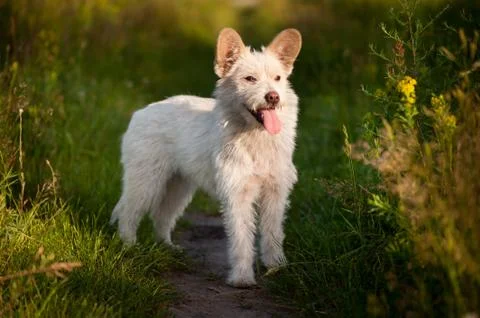 Single small white stray dog in meadow Stock Photos