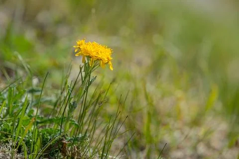 Single small yellow alpine hawkbit flower stands in green grass meadow soft.. Фото