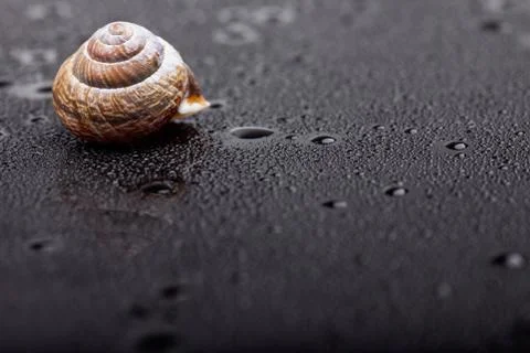 Single snail shell on black wet surface abstract photo Foto stock