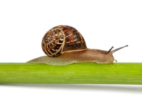 Single snail on a stem Stock Photos