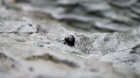 A single snail wandering on the rocks Stock Footage 10745351