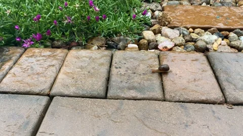 Single snail on wet concrete Stock Footage 168488732