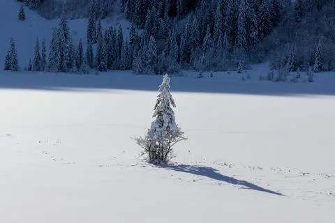 Single snow covered tree standing in snow plain Foto stock