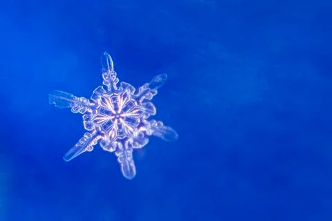Single snow flake on blue background Stock Photos