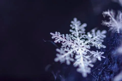 Single snow flake on dark blue background Stock Photos