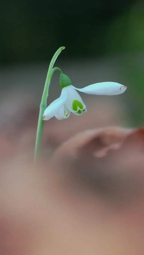 A Single Snowdrop in Autumn Leaf Litter in November 動画素材 321358975