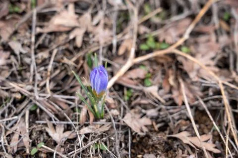 Single Snowdrop Flower Emerging from Leaf Litter in Early Spring. Stock Photos