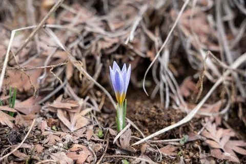 Single Snowdrop Flower Emerging from Leaf Litter in Early Spring. Foto stock
