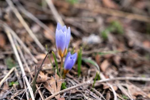 Single Snowdrop Flower Emerging from Leaf Litter in Early Spring. Stock Photos