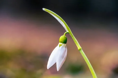 Single Snowdrop Flower Macro Spring First Bloom Soft Background Stock Photos