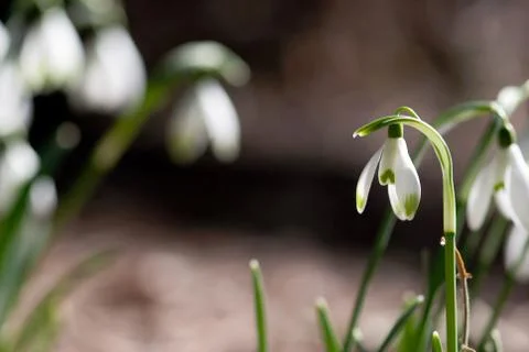 Single Snowdrop Flower Stock Photos