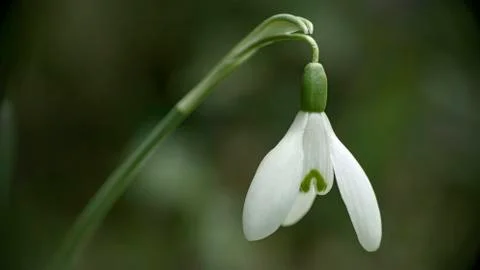 Single Snowdrop Foto stock