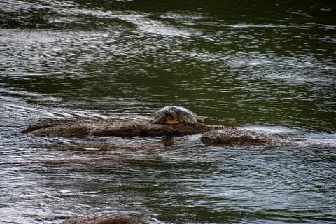 A single soft shell turtle sunbathing on a rock Stock Photos