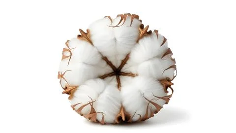 A single soft white fluffy cotton flower boll close up showing natural text.. Fotos de archivo
