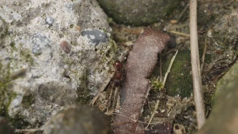 Single solitary ant crawling over rocks in slow motion stock footage Stock Footage 344794103