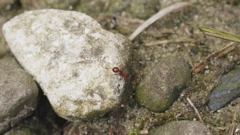 Single solitary ant crawling over rocks in slow motion stock footage 库存影片 344794253