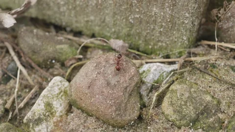 Single solitary ant crawling over rocks in slow motion stock footage Stock Footage 344794476