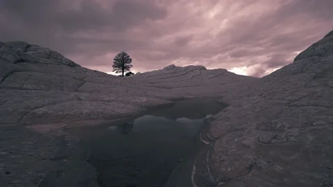 Single solitary tree standing alone with strength during stormy weather Stock Footage 169603711