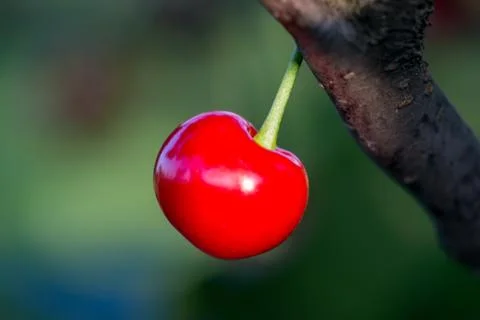 Single sour cherry fruit on branches. Stock Photos