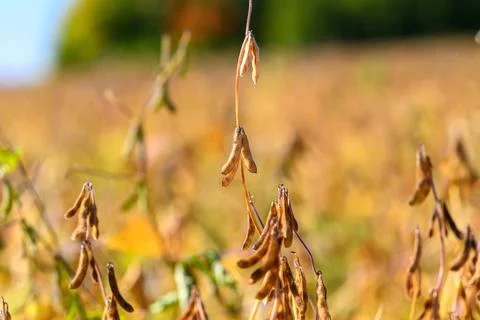 Single soybean cluster hanging over field, implied monitoring scenario, crisp Stock Photos
