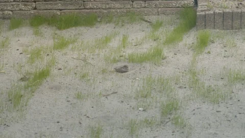 Single sparrow digging around in sand on bare lawn Stock Footage 195978178
