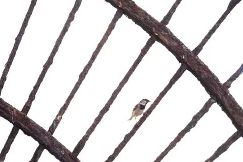 Single Sparrow on Ledge Stock Photos
