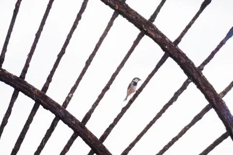 Single Sparrow on Ledge Stock Photos