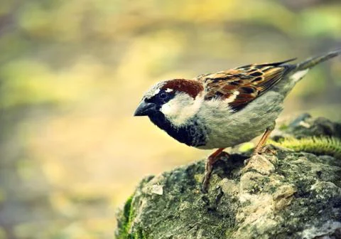 Single sparrow 스톡 사진