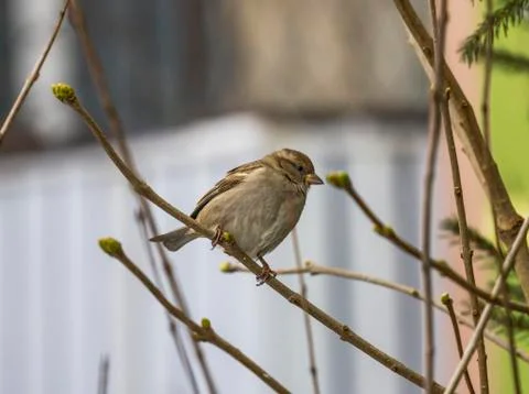 Single sparrow Stock Photos