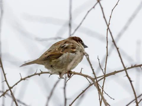 Single sparrow sitting on leafless thorny twig Stock Photos