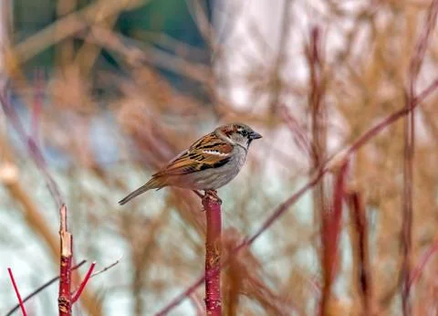Single sparrow sitting on a single vertical red twig Stock Photos