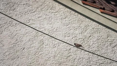 Single sparrow in the spring sitting alone at a power line Stock Photos