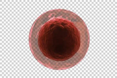 Single sperm entering human egg Stock Illustration