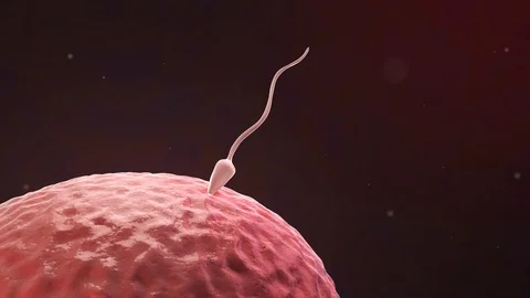 Single Sperm fertilization Process Medical Animation. Stock Footage