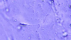 sperm microscope 400x