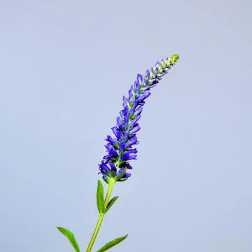 Single spiked speedwell Stock Photos
