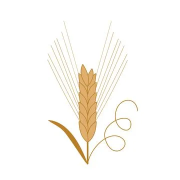 Single spikelet of barley with leaf and curl. Stock Illustration