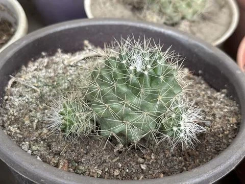 A single spiky cactus grows with smaller buds inside the pot filled with soil Foto stock