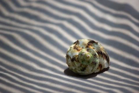 Single spiral sea shell on sandy surface with contrast striped shadow Stock Photos
