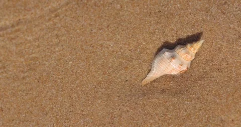 Single Spiral Sea Shell on Smooth Golden Sand Beach Background Stock Footage 345376617