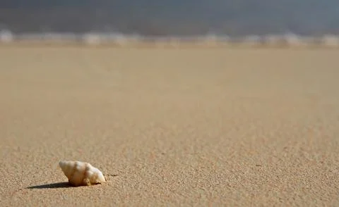 Single Spiral Shell on a Beach Stock Photos
