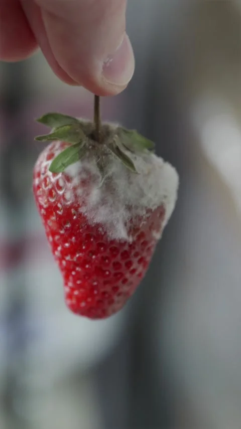 Single spoiled strawberry covered with white mold in hand vertical Stock Footage 336263291